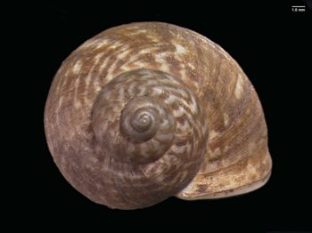 Media type: image; Malacology 167158